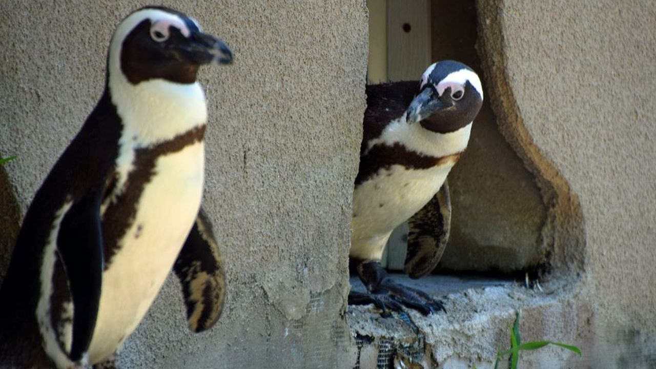 Penguins at Lehigh Valley Zoo